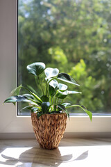 Beautiful houseplant with green leaves in pot on white window sill indoors