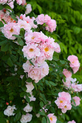 Beautiful blooming rose bush with pink flowers outdoors