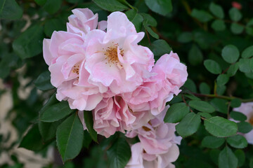 Beautiful blooming rose bush outdoors, closeup view