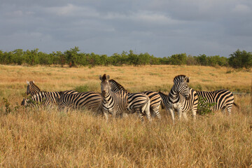 Obraz premium Steppenzebra / Burchell's zebra / Equus quagga burchellii