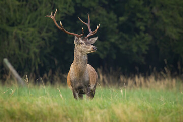 Red deer, cervus elaphus, standing in long grassland in autumn nature. Antelred stag looking on green field in fall. Brown mammal staring on meadow from front.