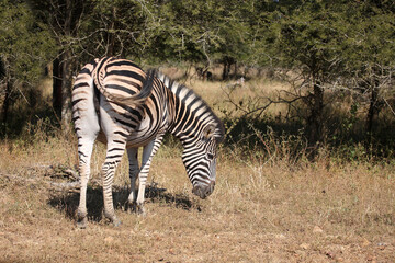 Steppenzebra / Burchell's zebra / Equus quagga burchellii