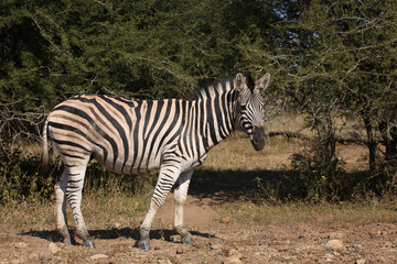 Naklejka na ściany i meble Steppenzebra / Burchell's zebra / Equus quagga burchellii