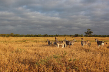 Steppenzebra / Burchell's zebra / Equus quagga burchellii