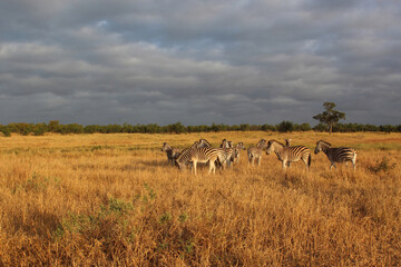 Steppenzebra / Burchell's zebra / Equus quagga burchellii