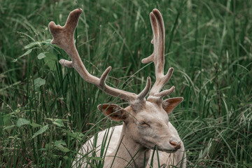 albino deer in grass
