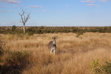 Steppenzebra / Burchell's zebra / Equus quagga burchellii