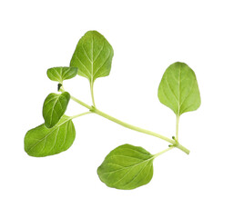 Aromatic green marjoram sprig isolated on white. Fresh herb