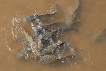 Afrikanischer Raubwels / African sharptooth catfish / Clarias gariepinus