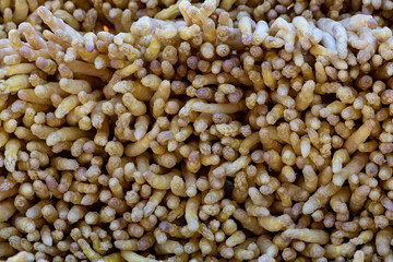 jede Menge frischer Spargel