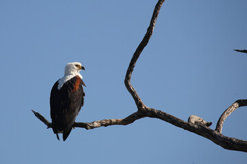 Afrikanischer Schreiseeadler / African fish-eagle / Haliaeetus vocifer.