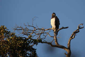 Kampfadler / Martial eagle / Polemaetus bellicosus
