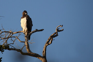 Kampfadler / Martial eagle / Polemaetus bellicosus