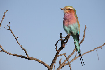 Gabelracke / Lilac-breasted roller / Coracias caudata