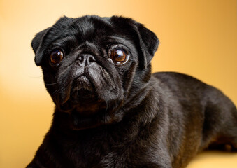 Adorable and little, black pug - is waiting for the next order. Mops on a yellow background. Background picture. 