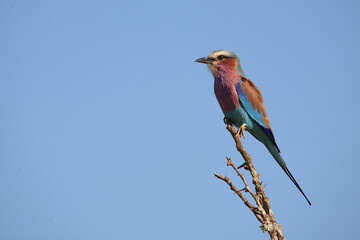 Gabelracke / Lilac-breasted roller / Coracias caudata