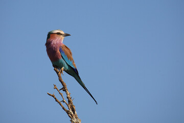 Gabelracke / Lilac-breasted roller / Coracias caudata