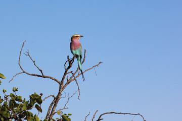 Gabelracke / Lilac-breasted roller / Coracias caudata