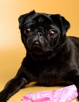 Adorable and little, black pug - is waiting for the next order. Mops on a yellow background with pink poop bag. Background picture. 
