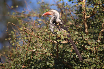 Rotschnabeltoko / Red-billed hornbill / Tockus erythrorhynchus