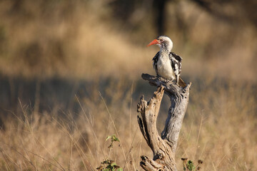 Rotschnabeltoko / Red-billed hornbill / Tockus erythrorhynchus