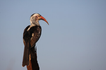 Rotschnabeltoko / Red-billed hornbill / Tockus erythrorhynchus