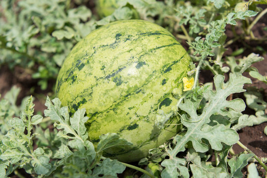 Watermelon plant with fruit, leaf, stems and flowers in a vegetable garden