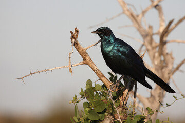 Riesenglanzstar / Burchell's starling / Lamprotornis australis