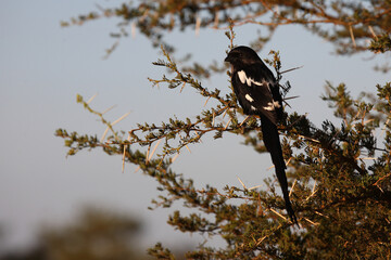 Schachwürger / Long-tailed shrike - Magpie shrike / Lanius schach.