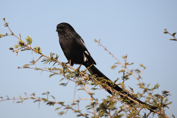 Schachwürger / Long-tailed shrike - Magpie shrike / Lanius schach.