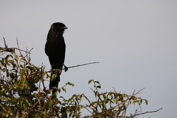 Schachwürger / Long-tailed shrike - Magpie shrike / Lanius schach.