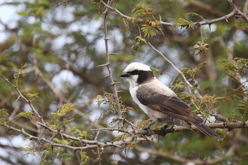 Naklejka premium Weißscheitelwürger / Southern white-crowned shrike / Eurocephalus anguitimens