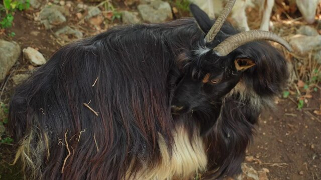 A close-up of a black goat itches to get rid of all sorts of parasites on the skin, Livestock walking outside and eating grass.