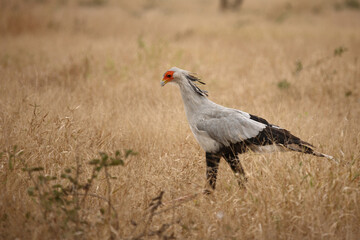 Sekretär / Secretarybird / Sagittarius serpentarius
