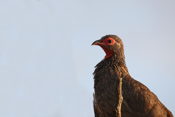 Swainsonfrankolin / Swainson's francolin or Swainson's spurfowl / Francolinus swainsonii.