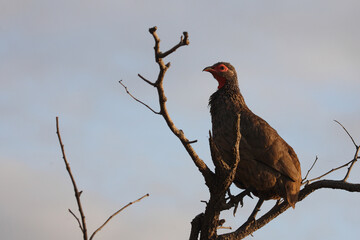 Swainsonfrankolin / Swainson's francolin or Swainson's spurfowl / Francolinus swainsonii.