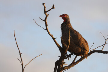 Swainsonfrankolin / Swainson's francolin or Swainson's spurfowl / Francolinus swainsonii.