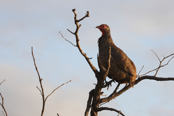 Swainsonfrankolin / Swainson's francolin or Swainson's spurfowl / Francolinus swainsonii.