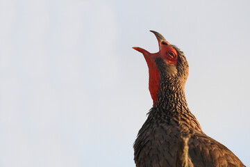Swainsonfrankolin / Swainson's francolin or Swainson's spurfowl / Francolinus swainsonii.