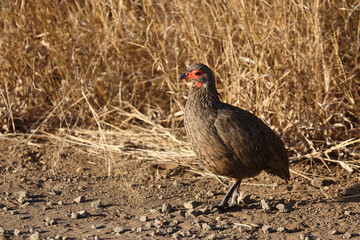 Swainsonfrankolin / Swainson's francolin or Swainson's spurfowl / Francolinus swainsonii.