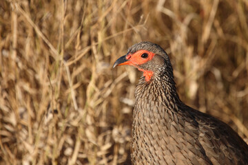 Swainsonfrankolin / Swainson's francolin or Swainson's spurfowl / Francolinus swainsonii.
