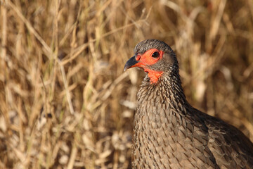 Swainsonfrankolin / Swainson's francolin or Swainson's spurfowl / Francolinus swainsonii.