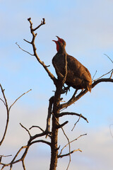 Swainsonfrankolin / Swainson's francolin or Swainson's spurfowl / Francolinus swainsonii.