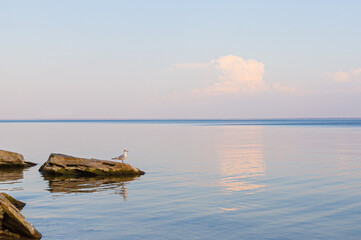 Seagull sitting on the stone on the beach