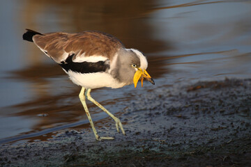 Fototapeta premium Weißscheitelkiebitz / White-crowned lapwing or White-headed Lapwing / Vanellus albiceps