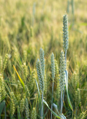 Fototapeta wheat field in the sunshine. obraz