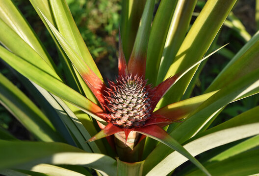 Young pineapple growing in the plantation .