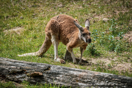 Kangaroo In The Grass