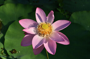 Beautiful Lotus flower is blooming in morning time .