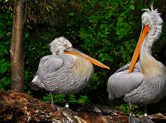pelicans on the garden